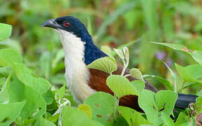 Blue-headed Coucal