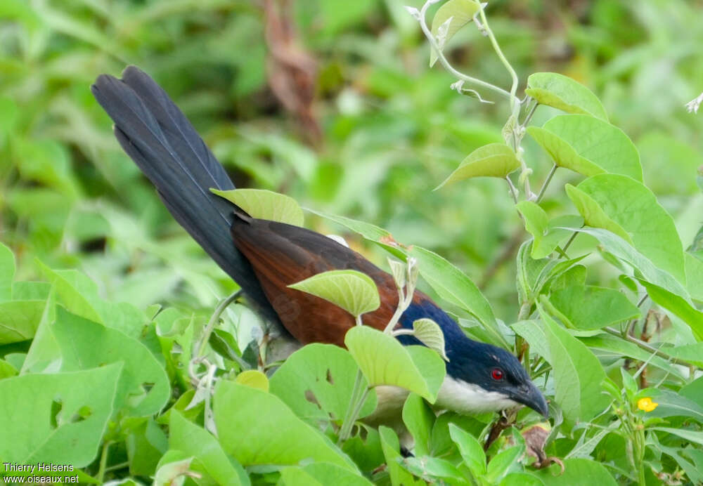 Coucal à nuque bleueadulte, habitat, pigmentation