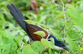 Coucal à nuque bleue