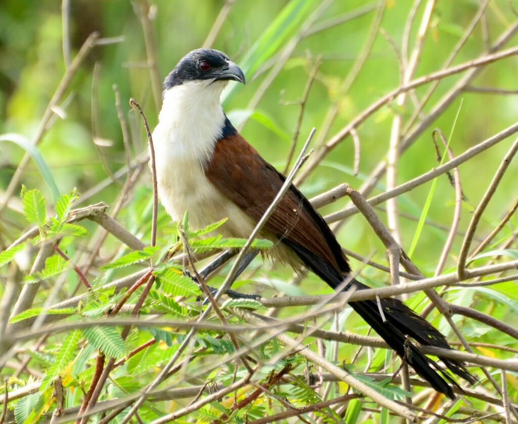 Coucal à nuque bleueadulte, identification