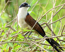 Coucal à nuque bleue