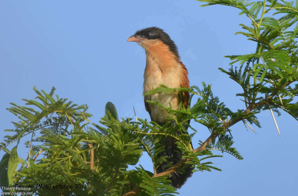 Senegal Coucalimmature, close-up portrait