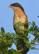 Coucal du Sénégal