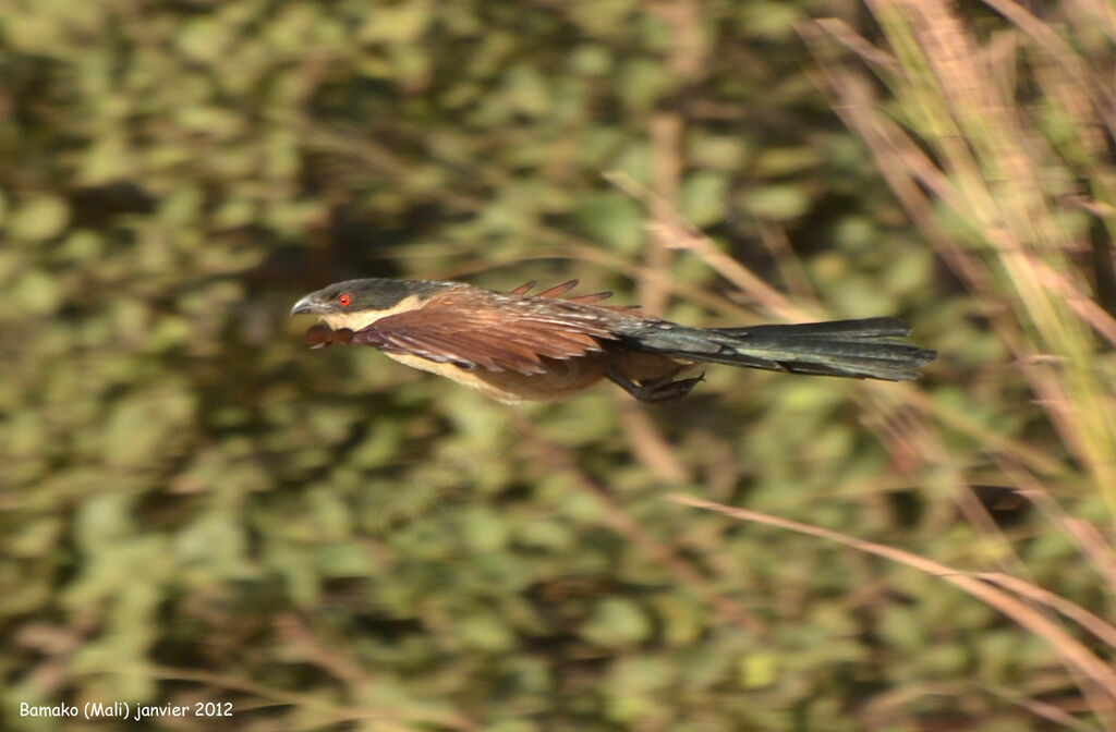 Senegal Coucaladult, Flight