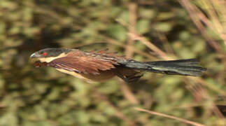 Coucal du Sénégal