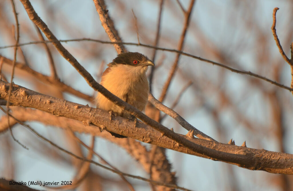 Coucal du Sénégaladulte