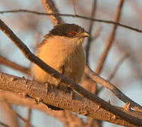 Senegal Coucal