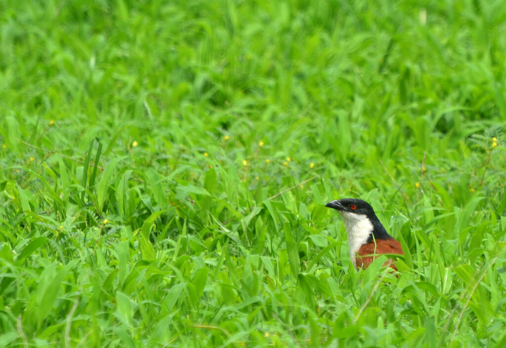 Coucal du Sénégaladulte