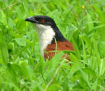 Senegal Coucal