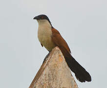 Senegal Coucal