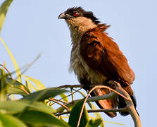 Coucal du Sénégal