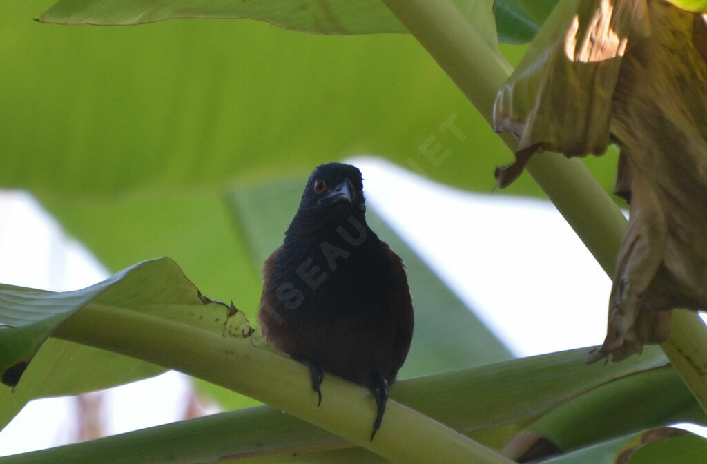 Senegal Coucaladult