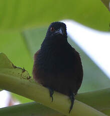 Coucal du Sénégal