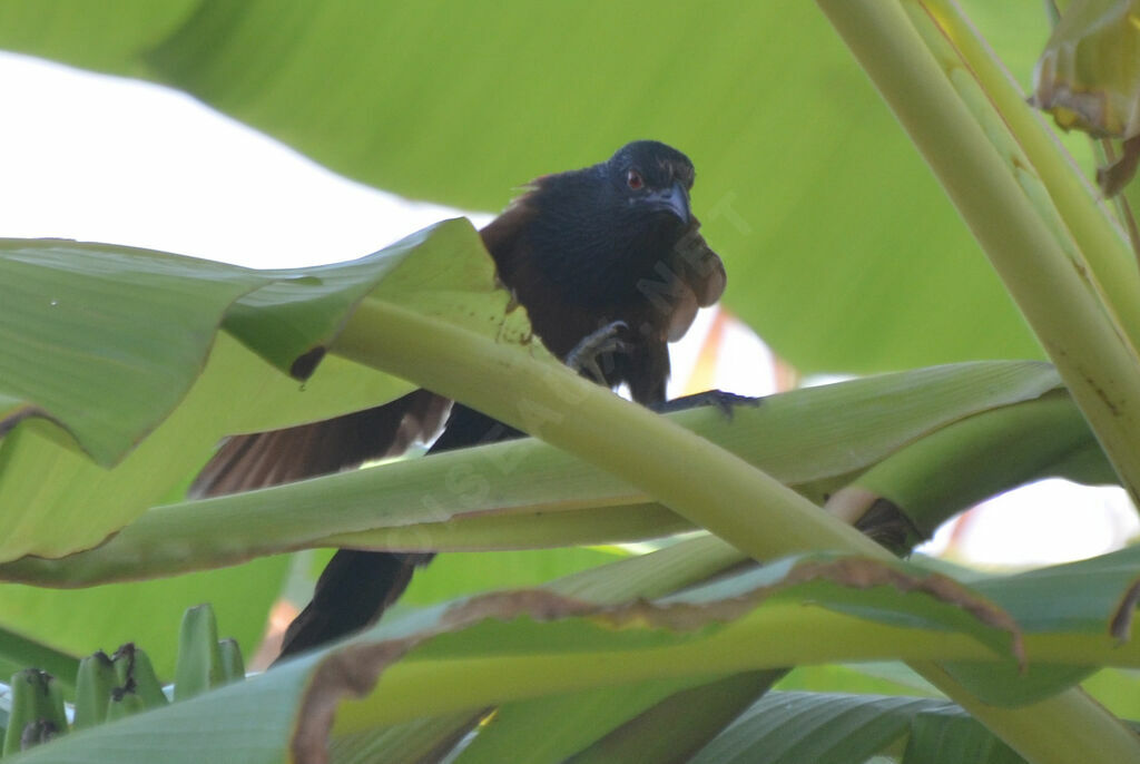 Coucal du Sénégaladulte