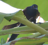 Senegal Coucal