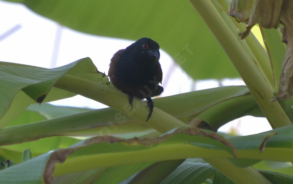 Coucal du Sénégaladulte