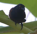 Coucal du Sénégal