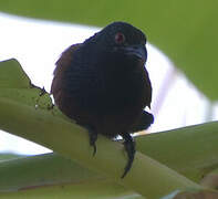 Senegal Coucal