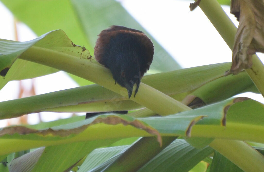 Coucal du Sénégal