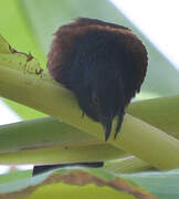 Senegal Coucal