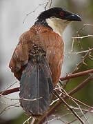 Senegal Coucal