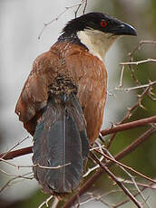 Coucal du Sénégal