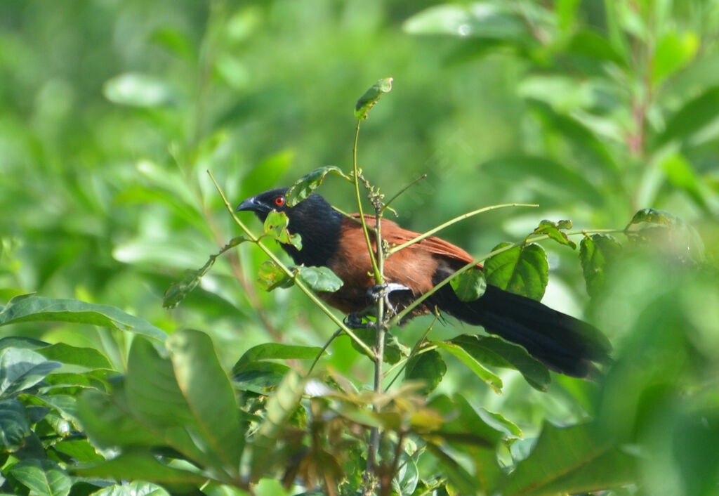 Coucal du Sénégaladulte, identification