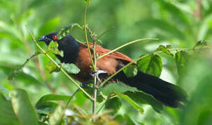 Senegal Coucal