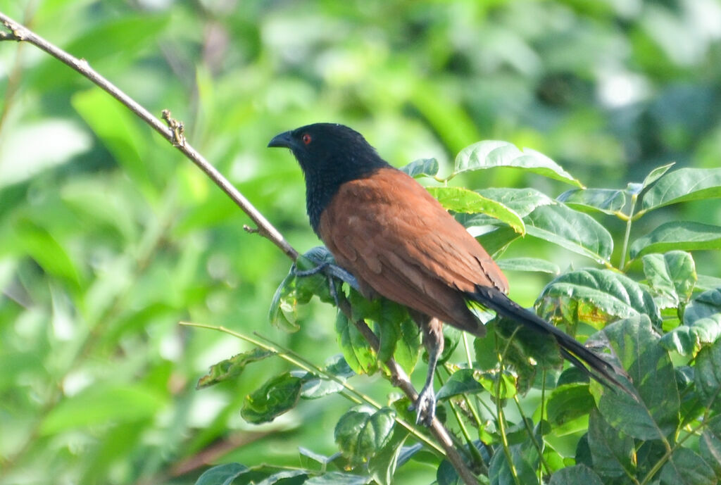 Coucal du Sénégaladulte, identification