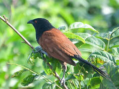 Senegal Coucal