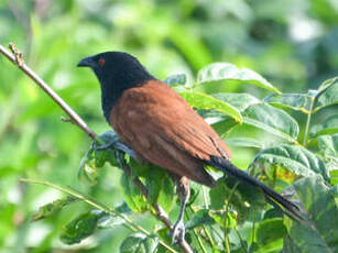 Coucal du Sénégal