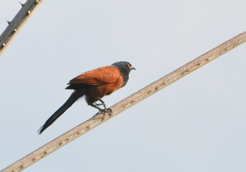 Coucal du Sénégaladulte, pigmentation