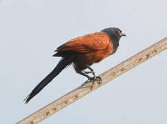 Senegal Coucal