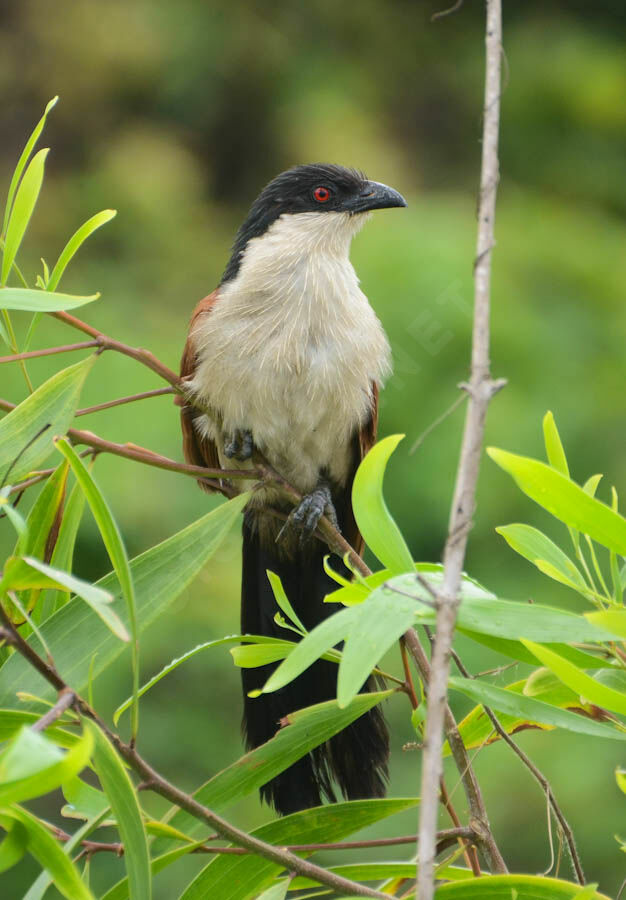 Coucal du Sénégaladulte, identification