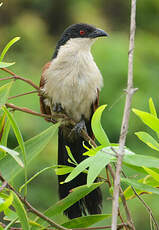 Coucal du Sénégal
