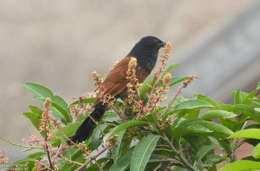 Coucal du Sénégaladulte, habitat, pigmentation