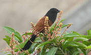 Coucal du Sénégal