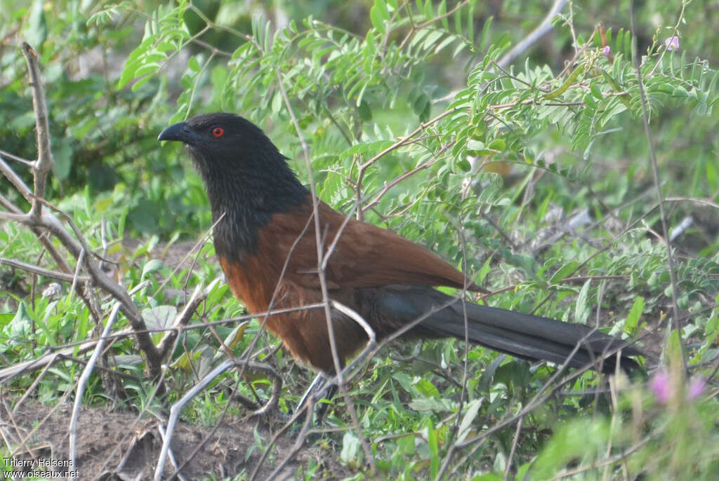 Coucal du Sénégaladulte, pigmentation