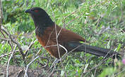 Coucal du Sénégal