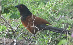 Senegal Coucal