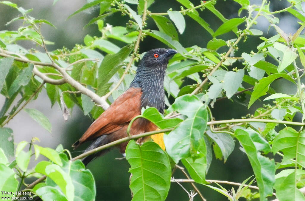 Senegal Coucaladult, close-up portrait, pigmentation