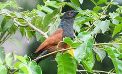 Coucal du Sénégal