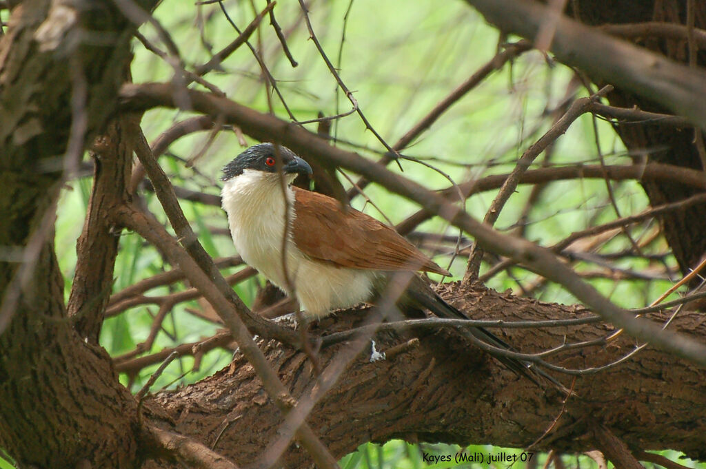 Senegal Coucal