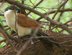 Senegal Coucal