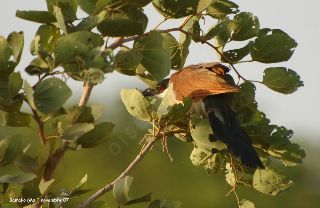 Senegal Coucal