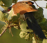 Coucal du Sénégal