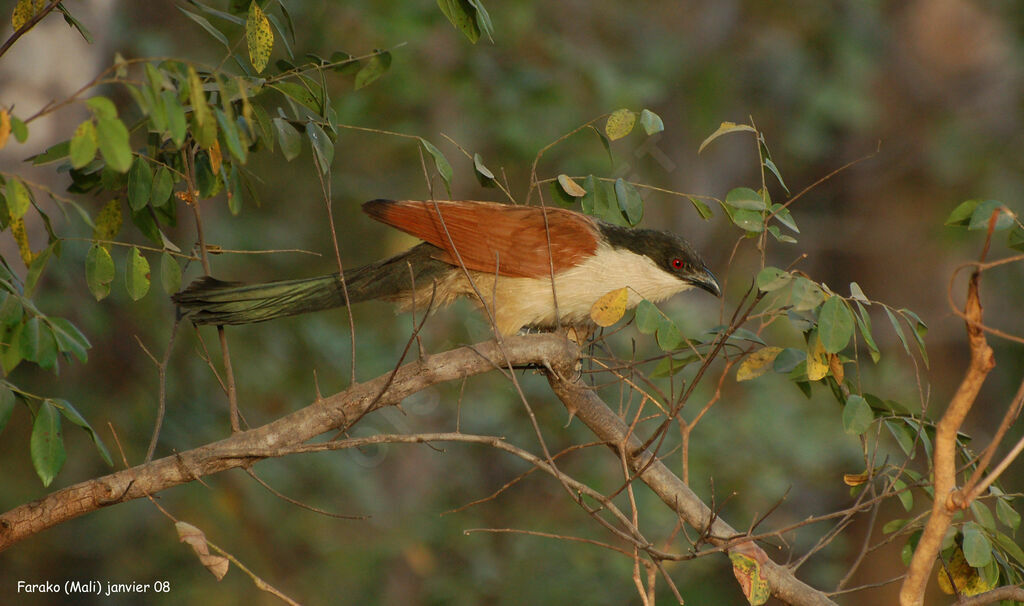 Coucal du Sénégal