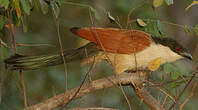 Coucal du Sénégal