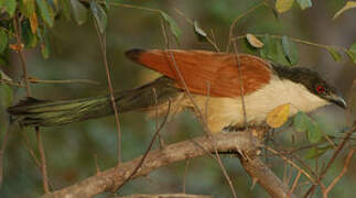 Senegal Coucal