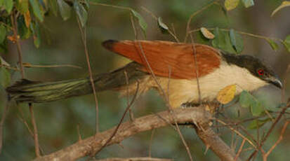 Coucal du Sénégal